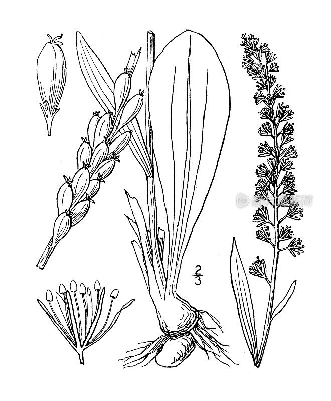 古植物学植物插图:黄Chamaelirium luteum，炽星